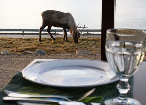 Reindeer eating outside and seen from inside by a table sett with drinking glass, plate and cutlery