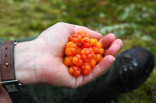 One hand holding a handful cloudberry